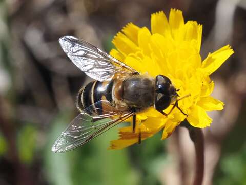 Image of Eristalis similis