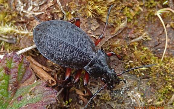 Image of Carabus (Diocarabus) truncaticollis Eschscholtz 1833