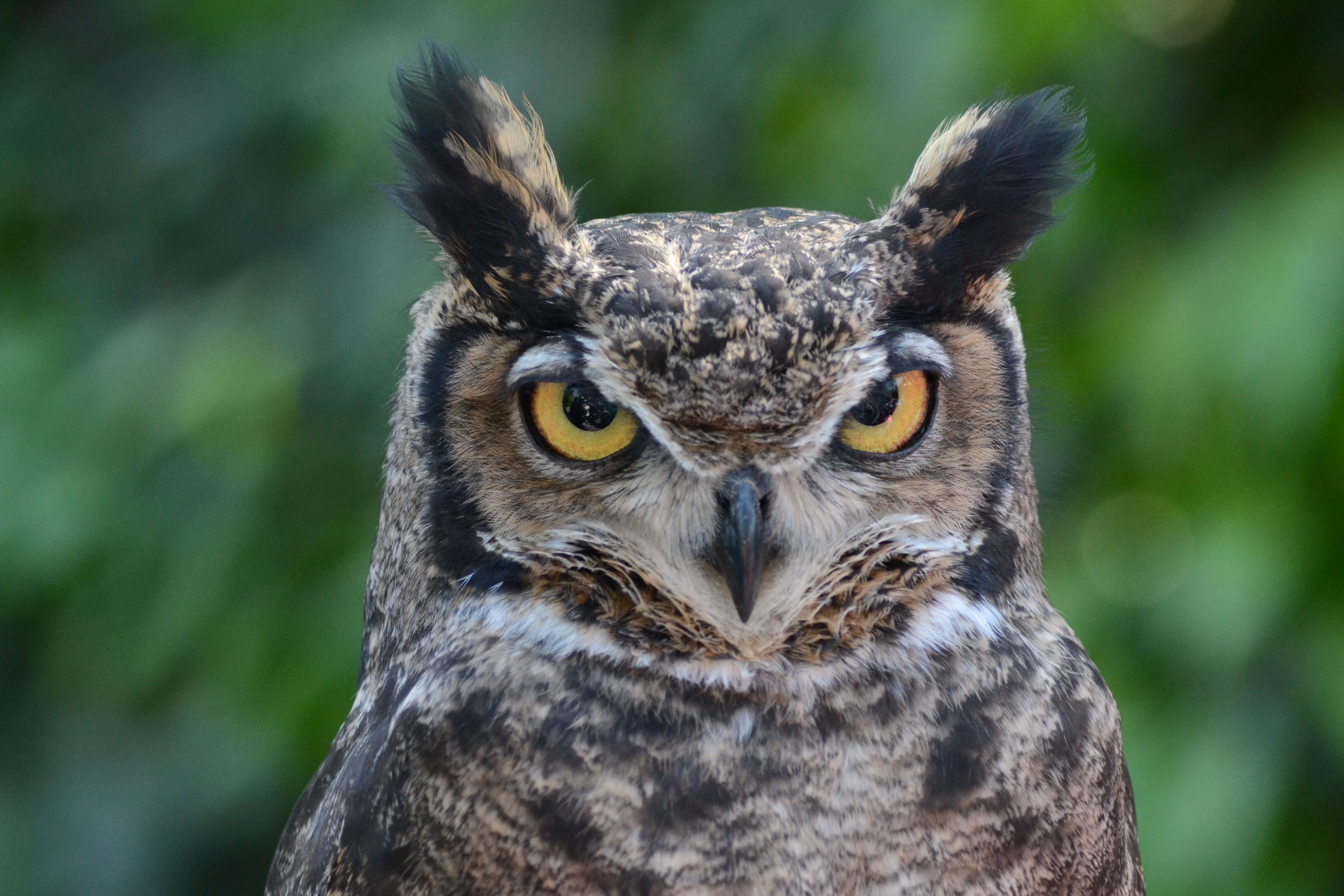 Image of Lesser Horned Owl