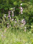 Imagem de Vicia tenuifolia Roth