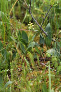 Image of Green Woodland Orchid