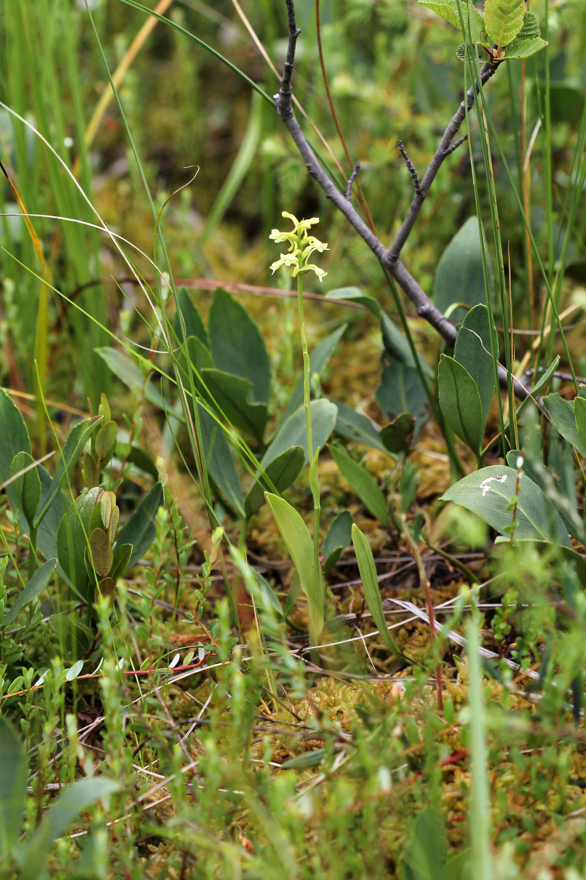 Image of Green Woodland Orchid