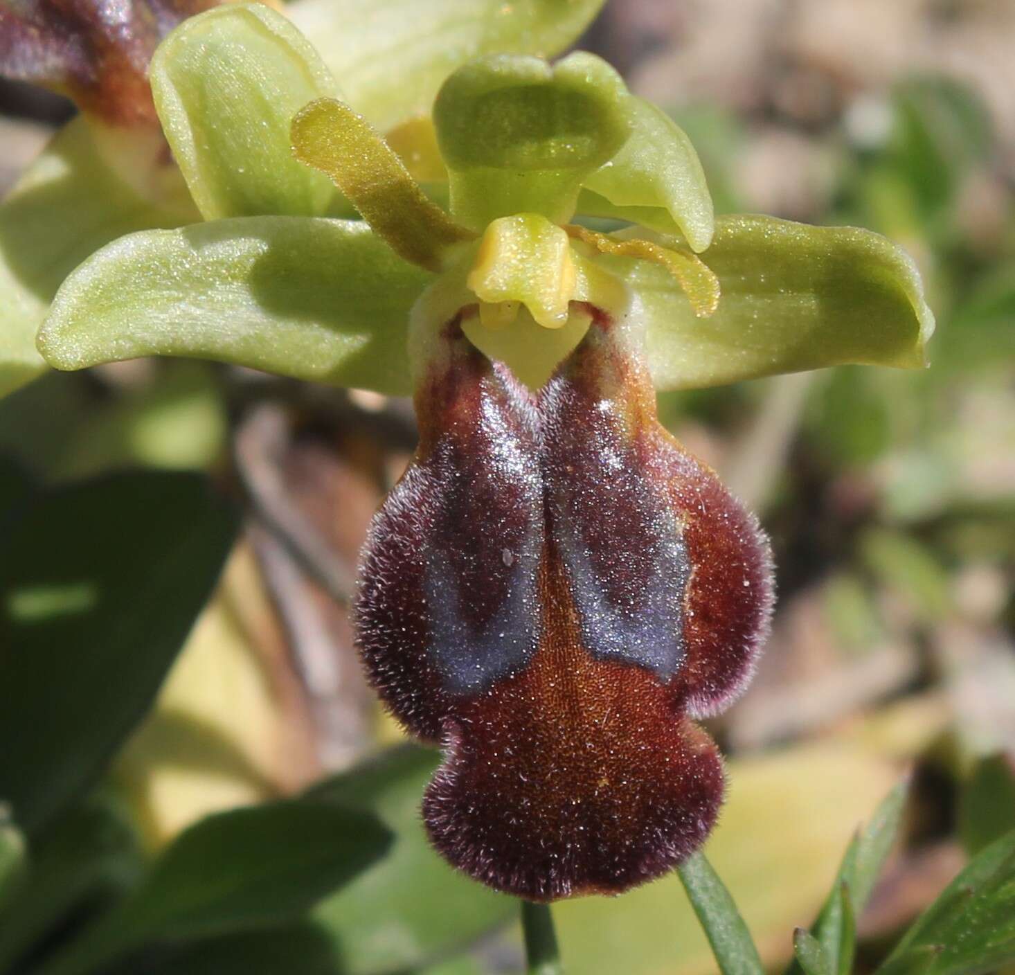 Image of Dark bee orchid