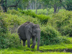 Image of Elephas Linnaeus 1758