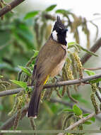 Image of Himalayan Bulbul