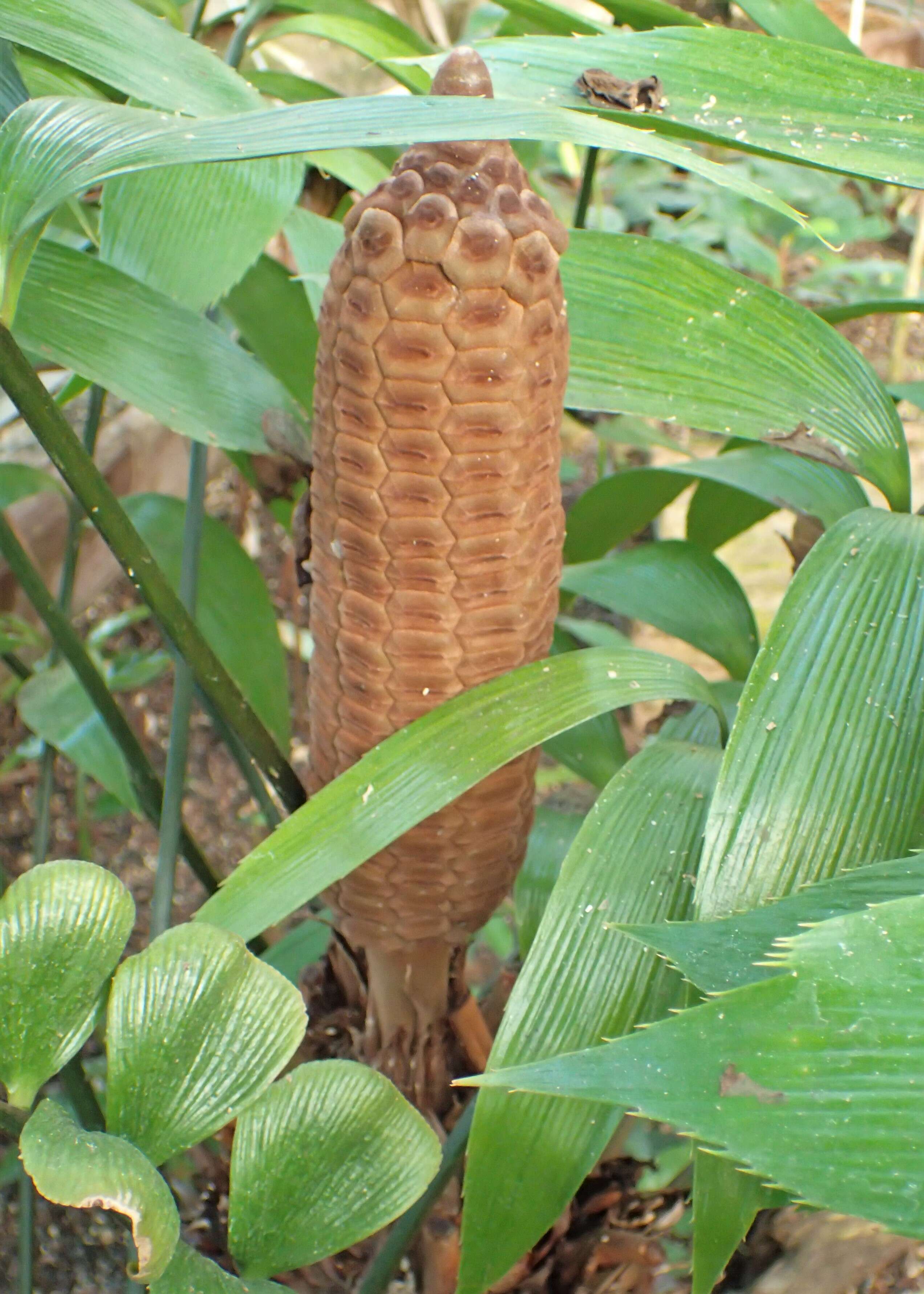 Image de Zamia neurophyllidia D. W. Stev.