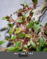 Image of eight-stamened waterwort