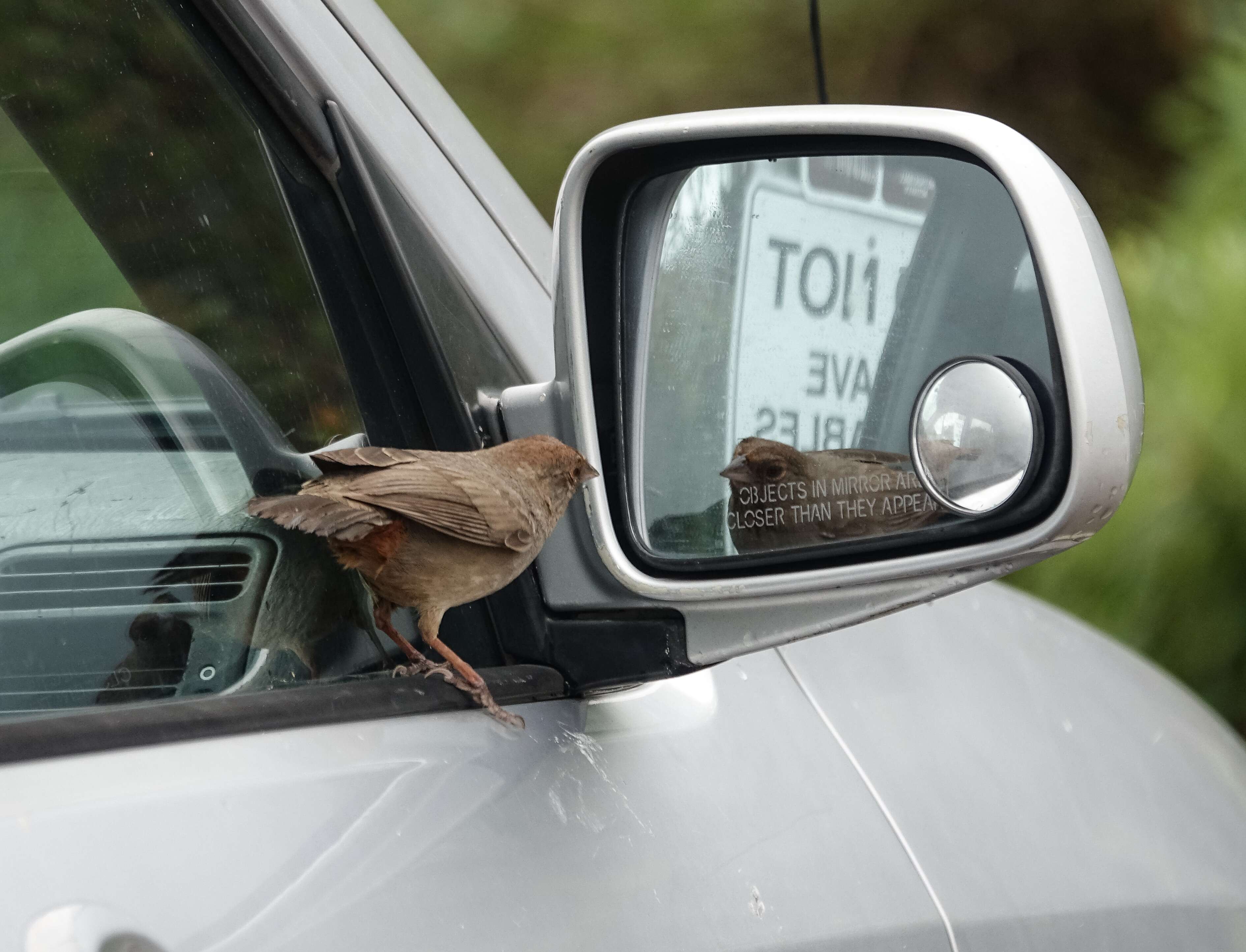 Image of California Towhee