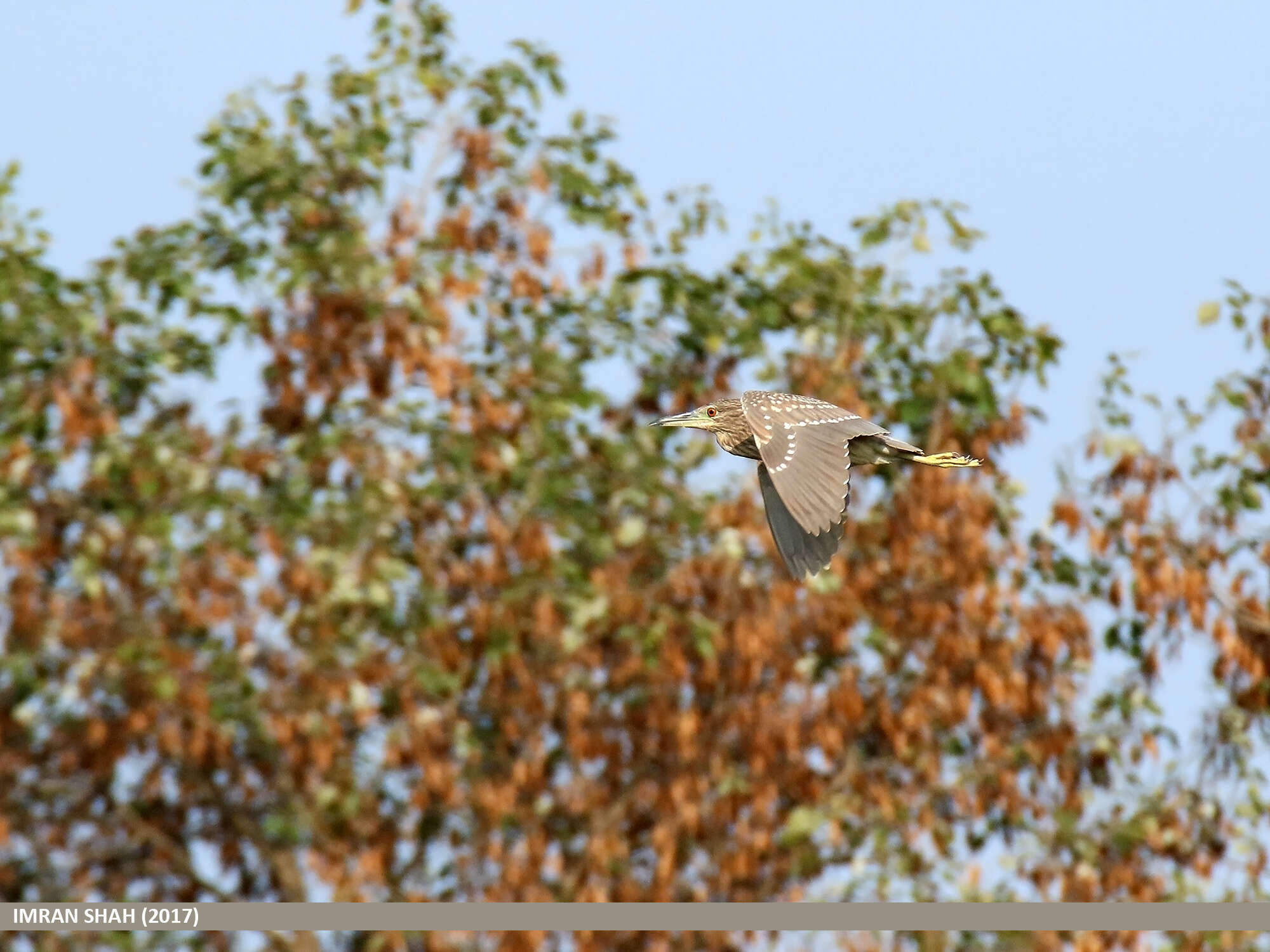 Image of Night Herons