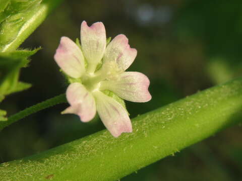 Image of cluster mallow