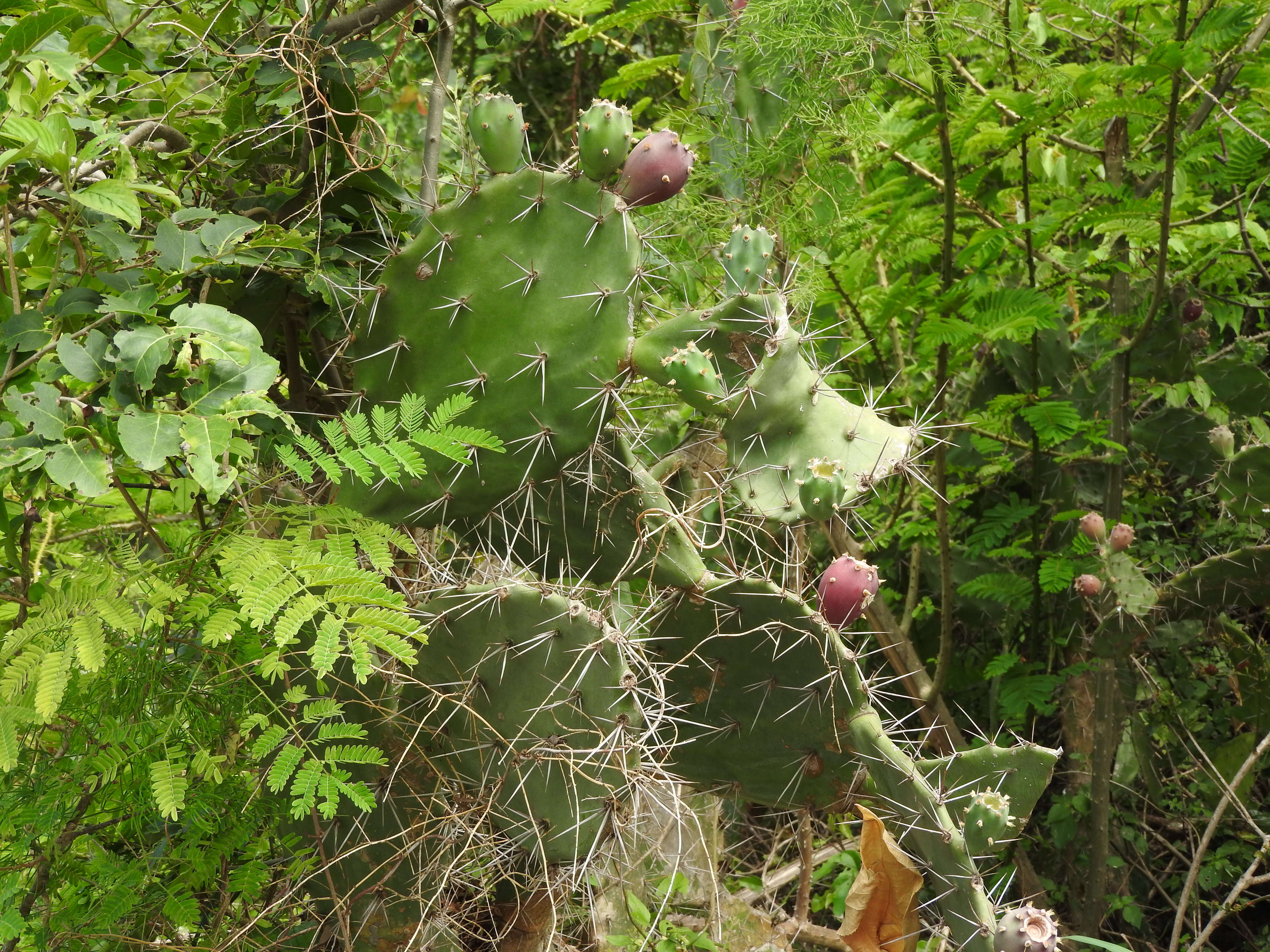 Image of Opuntia dillenii