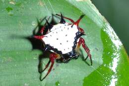 Image of Spiny orb-weaver