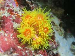 Image of Orange Turret Coral