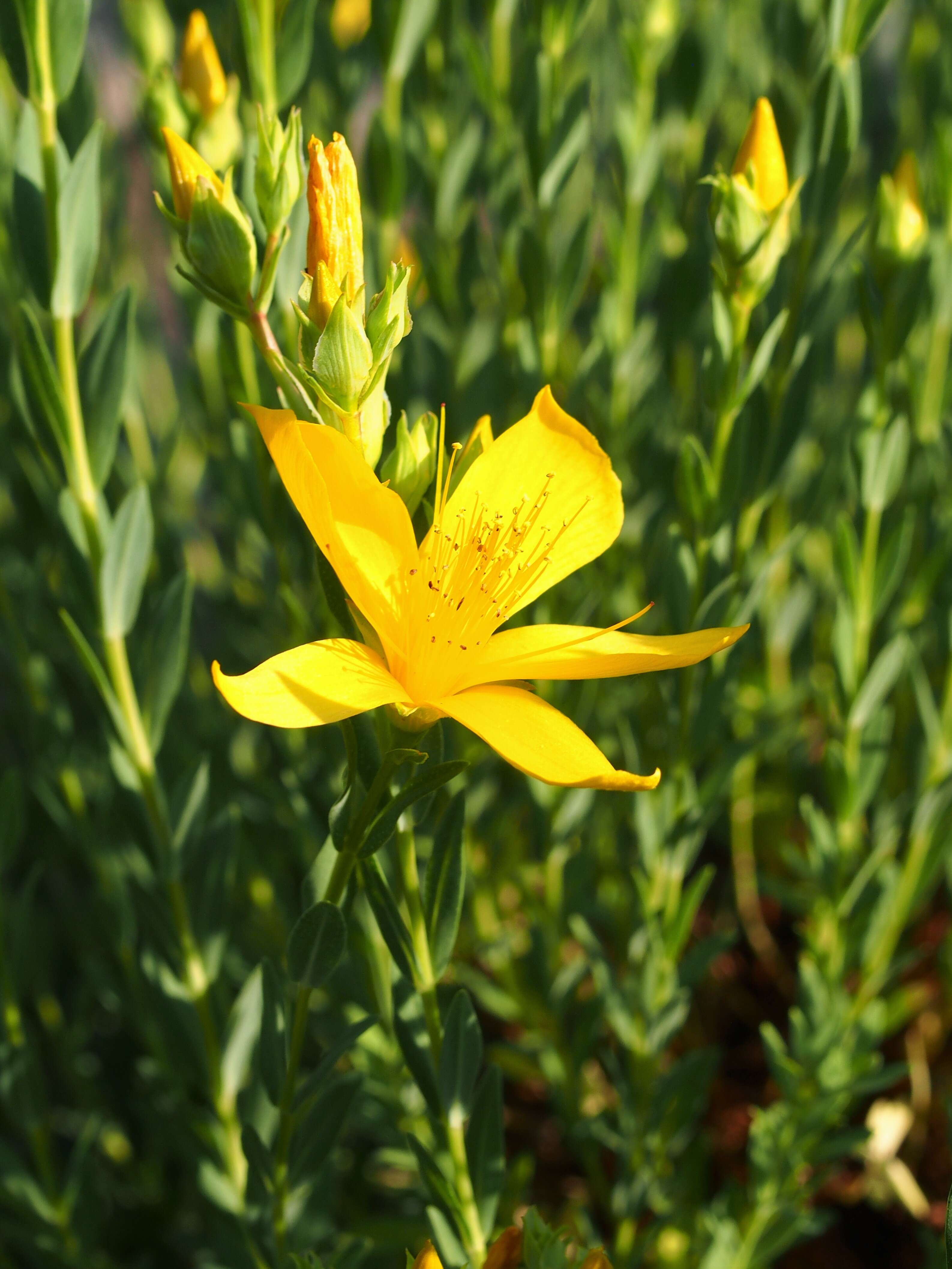 Image of Hypericum olympicum L.