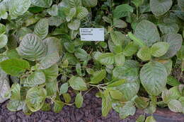 صورة Fittonia gigantea Linden