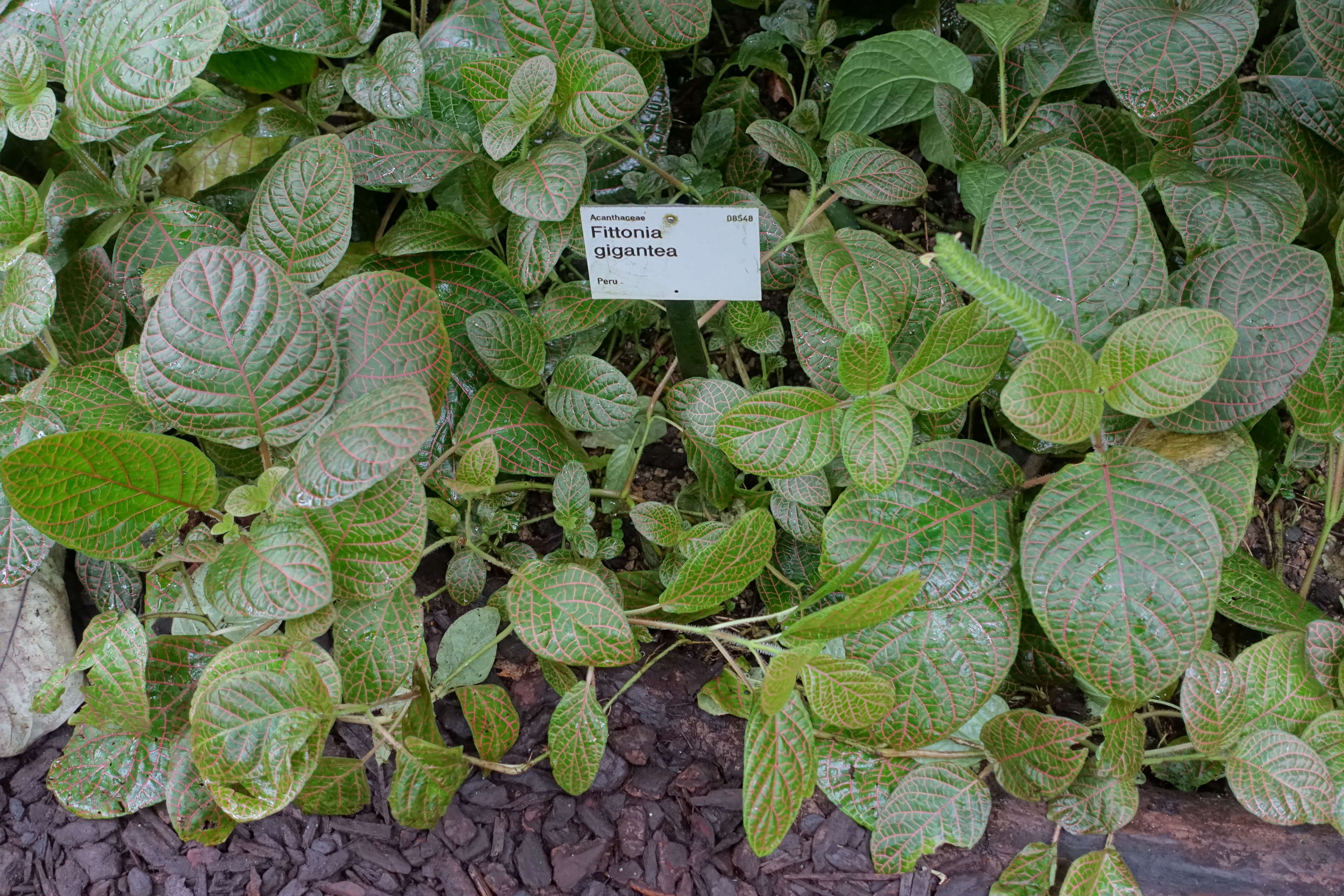 Fittonia gigantea Linden resmi