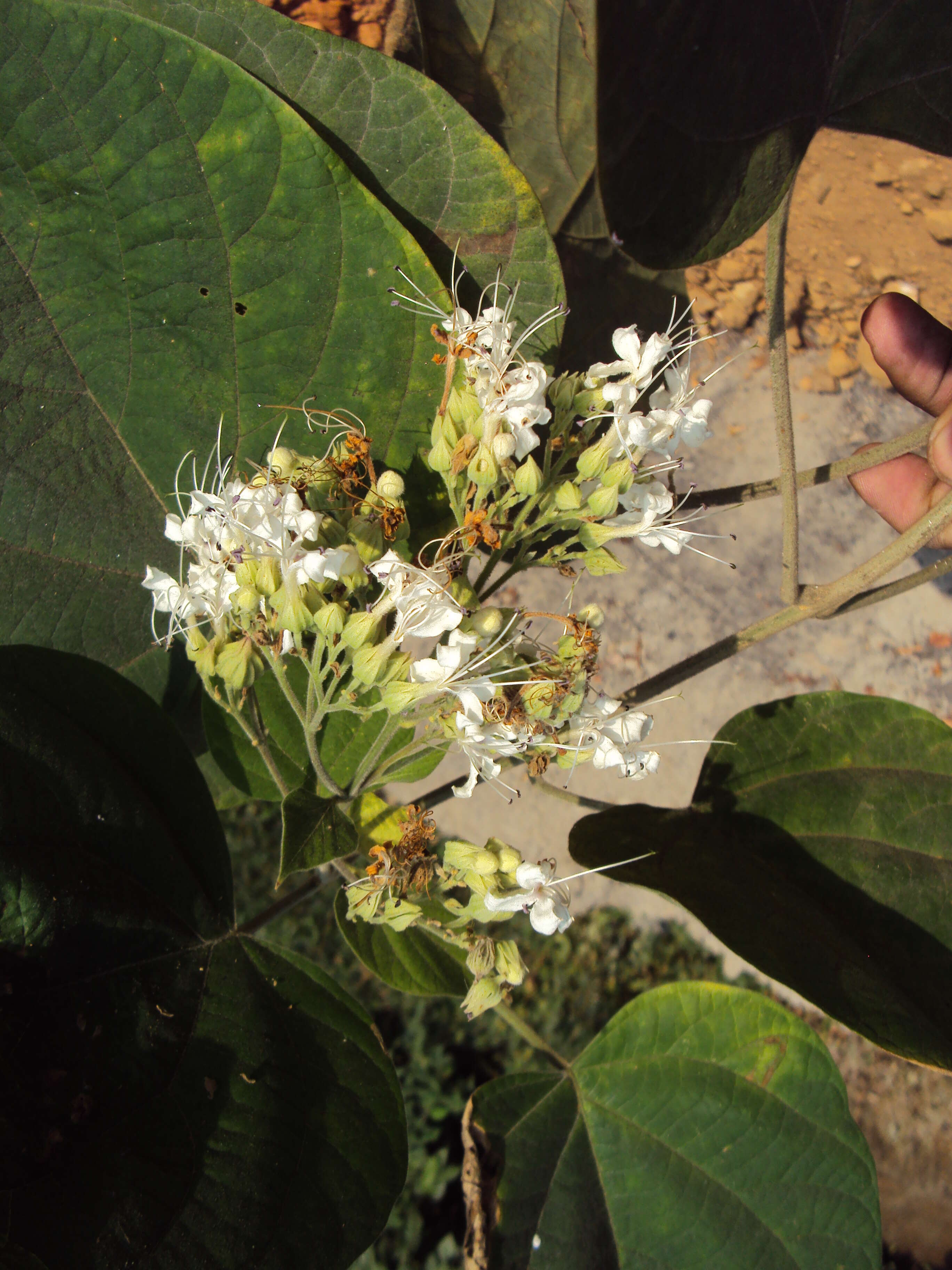 Image of Clerodendrum infortunatum L.