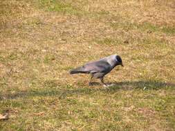 Image of Eurasian Jackdaw