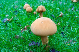 Image of Phaeolepiota