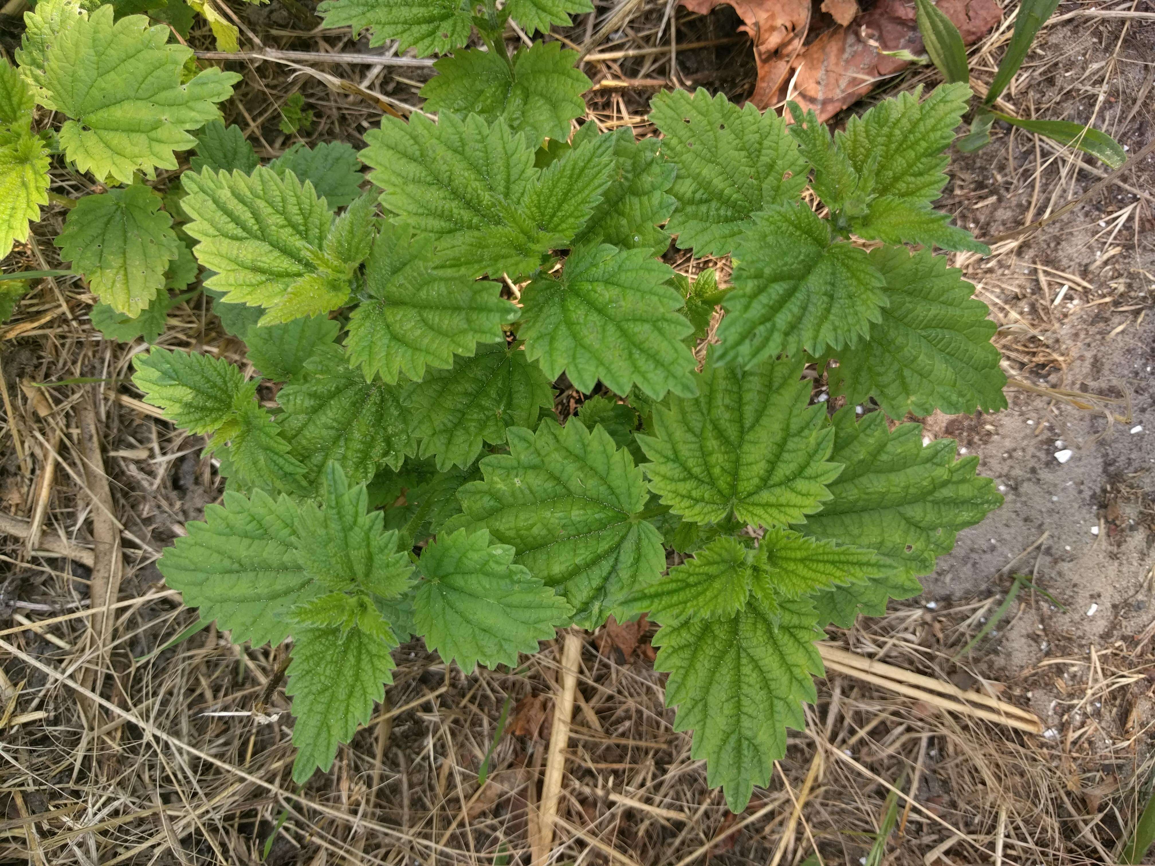 Image of matrimony vine