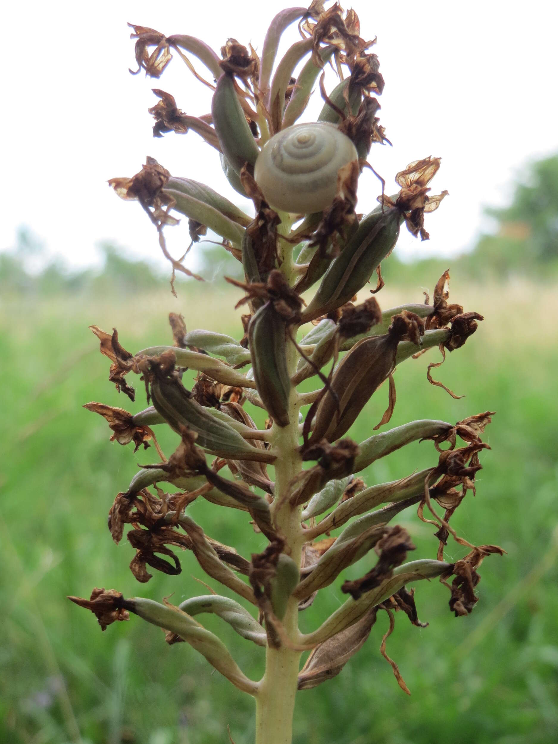 صورة Anacamptis pyramidalis (L.) Rich.