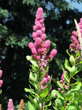 Image of Douglas spirea