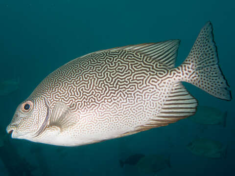 Image of Maze Rabbitfish