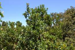 Image of strawberry tree