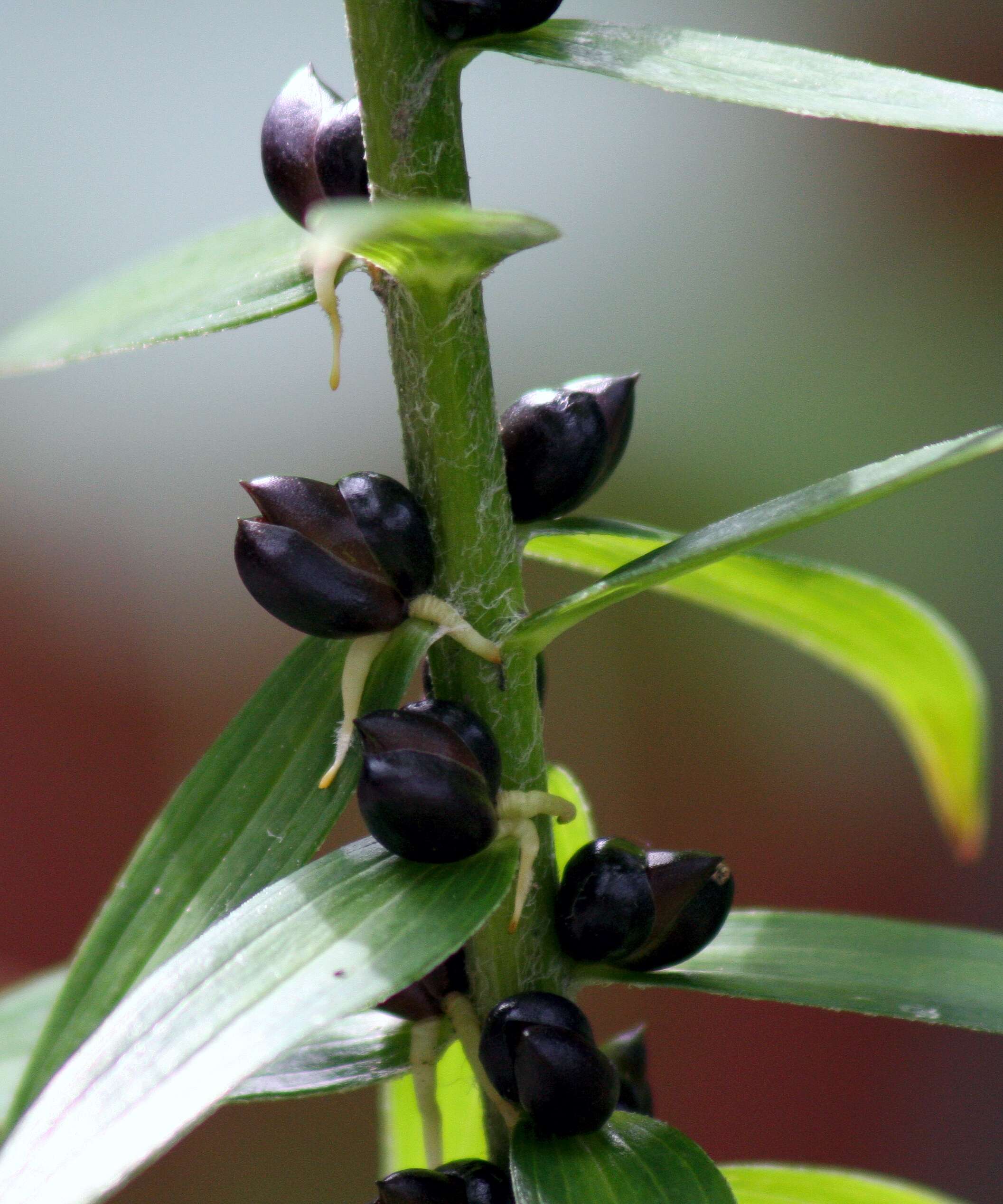 Image of Tiger lily