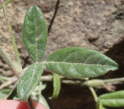 Image of Otholobium swartbergense C. H. Stirt.