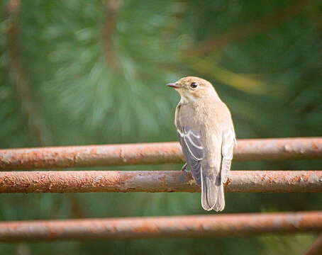 Image of European Pied Flycatcher