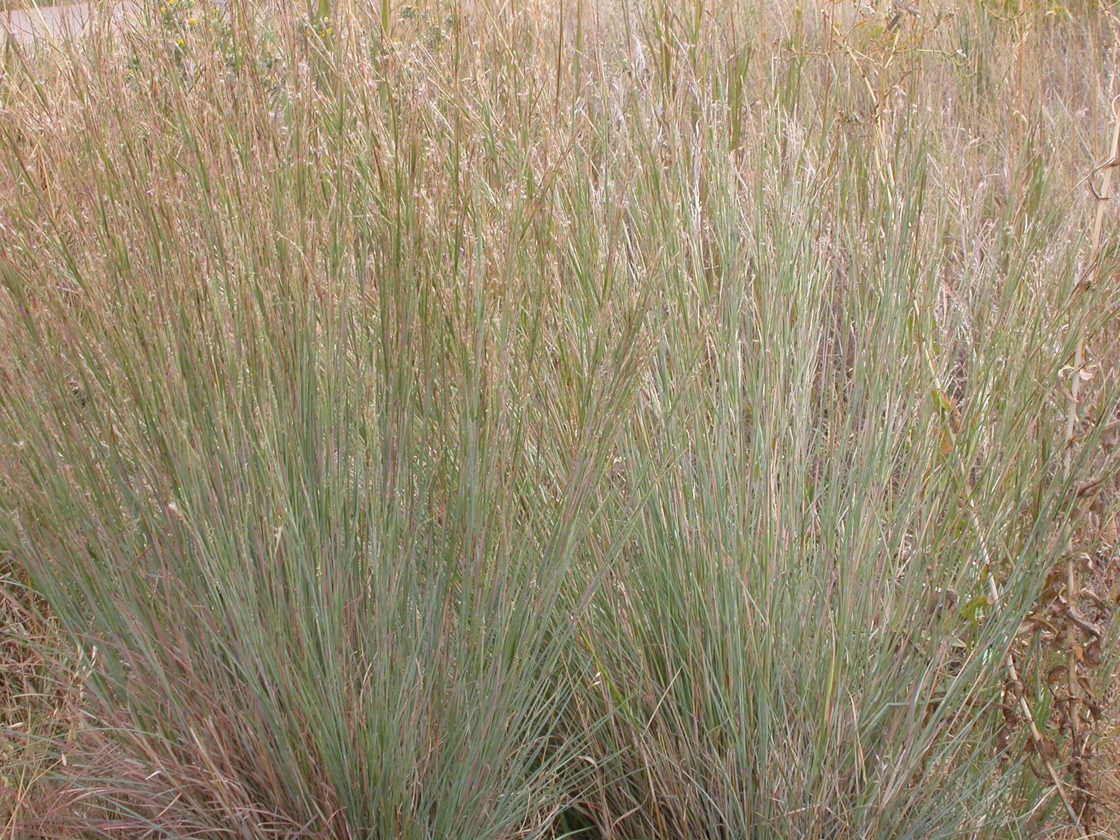 Imagem de Schizachyrium scoparium (Michx.) Nash