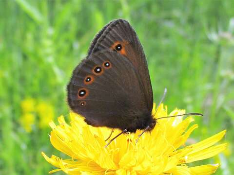 Erebia oeme Hübner 1803 resmi