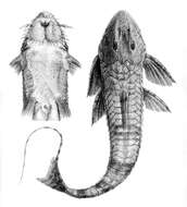 Image of Catfish