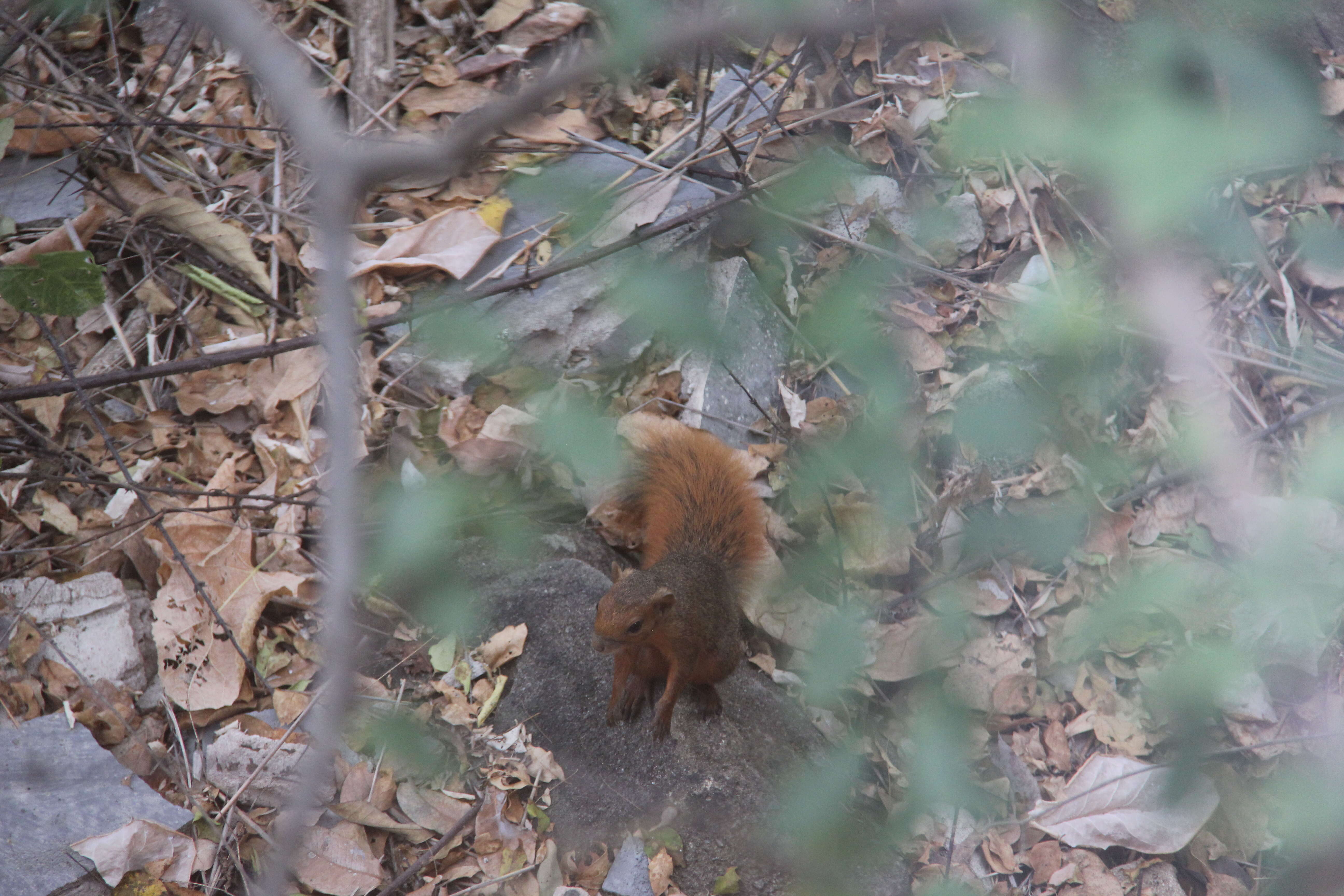 Image of Red Bush Squirrel