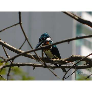 Image of Amazon Kingfisher