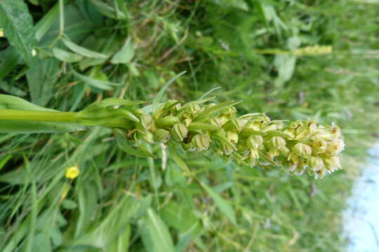 Image of Frog orchid