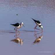 Image of Pied Stilt