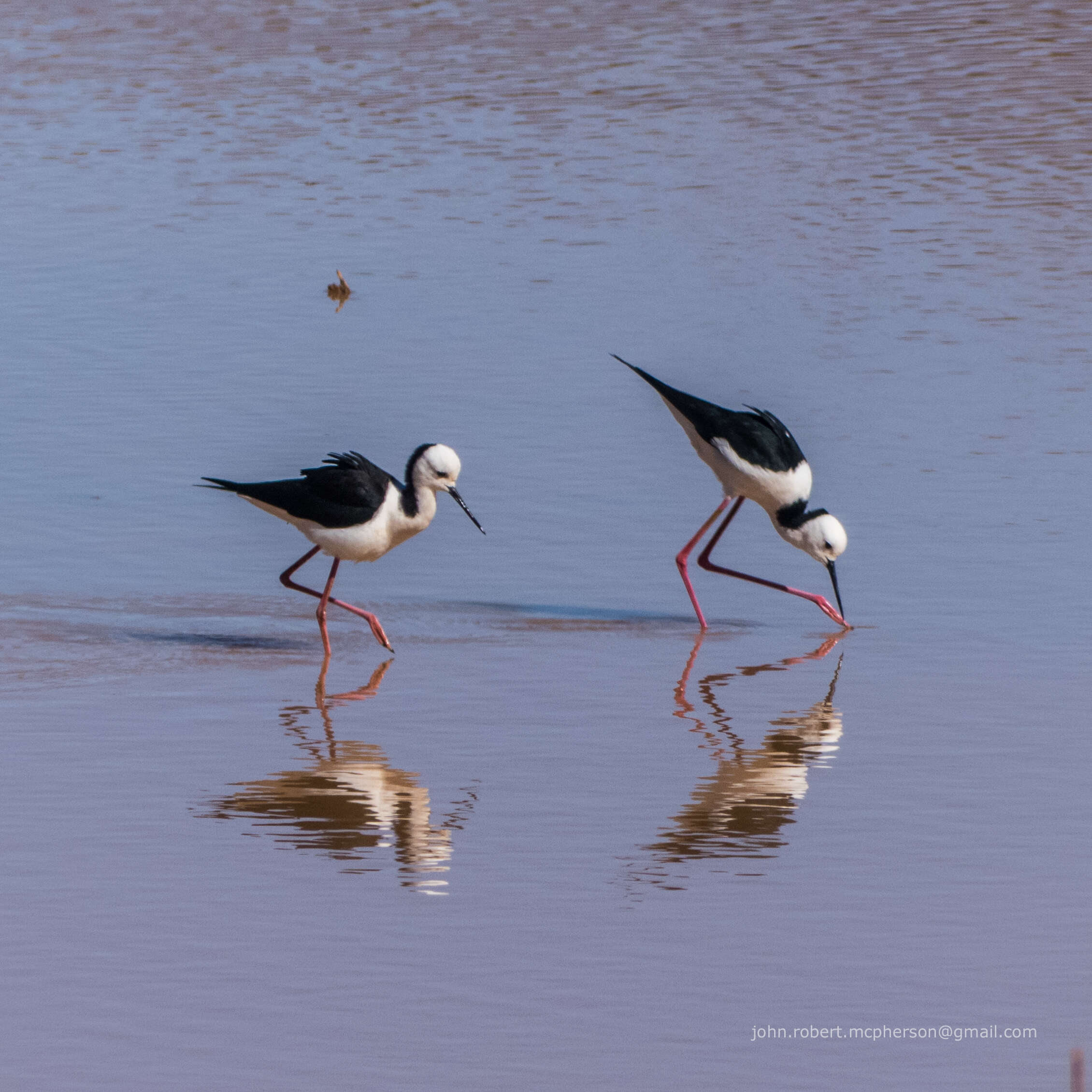 Image of Pied Stilt