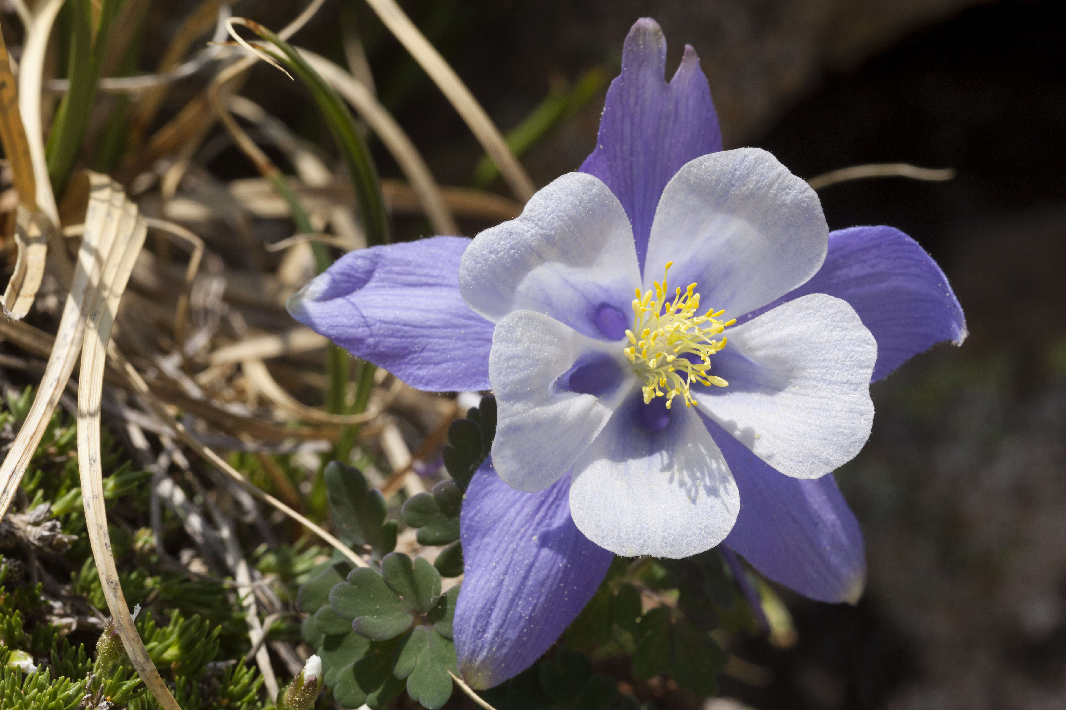 Image of Colorado blue columbine