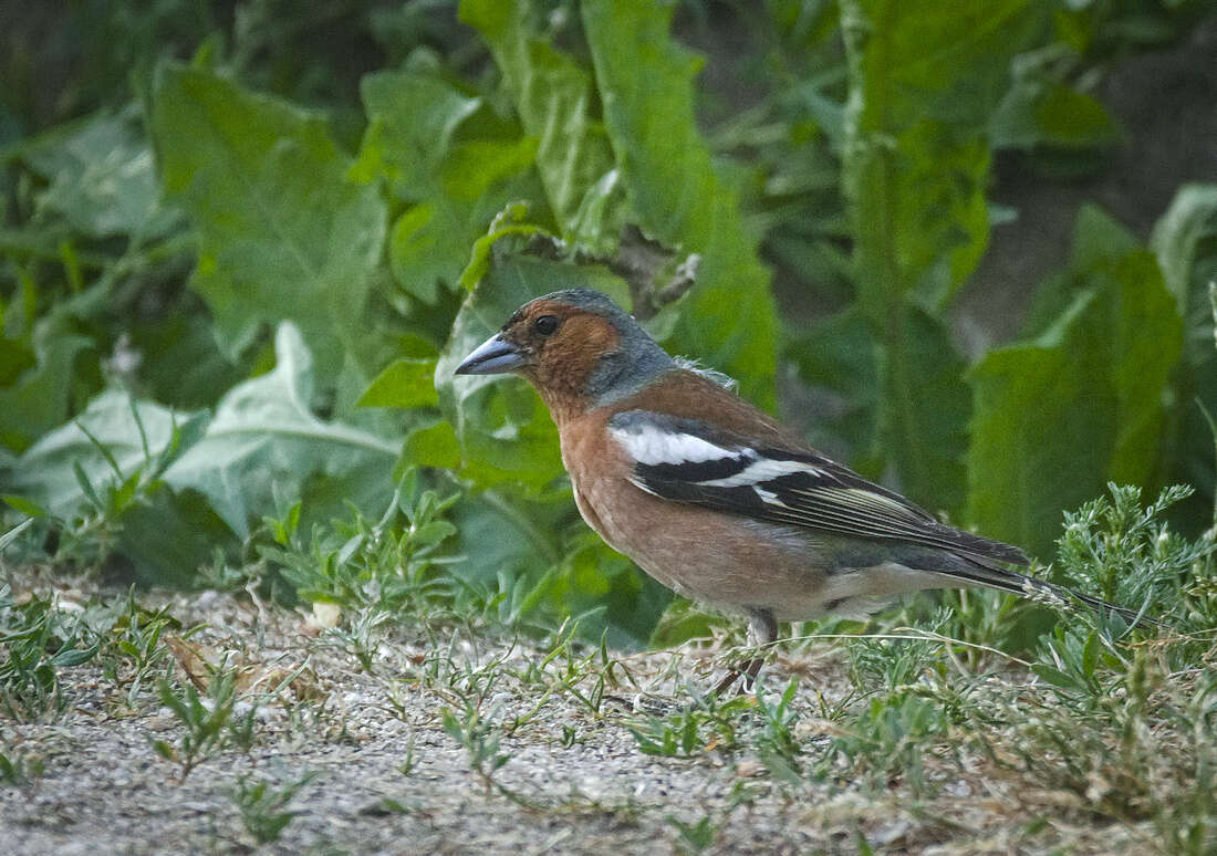 Image of Fringilla Linnaeus 1758