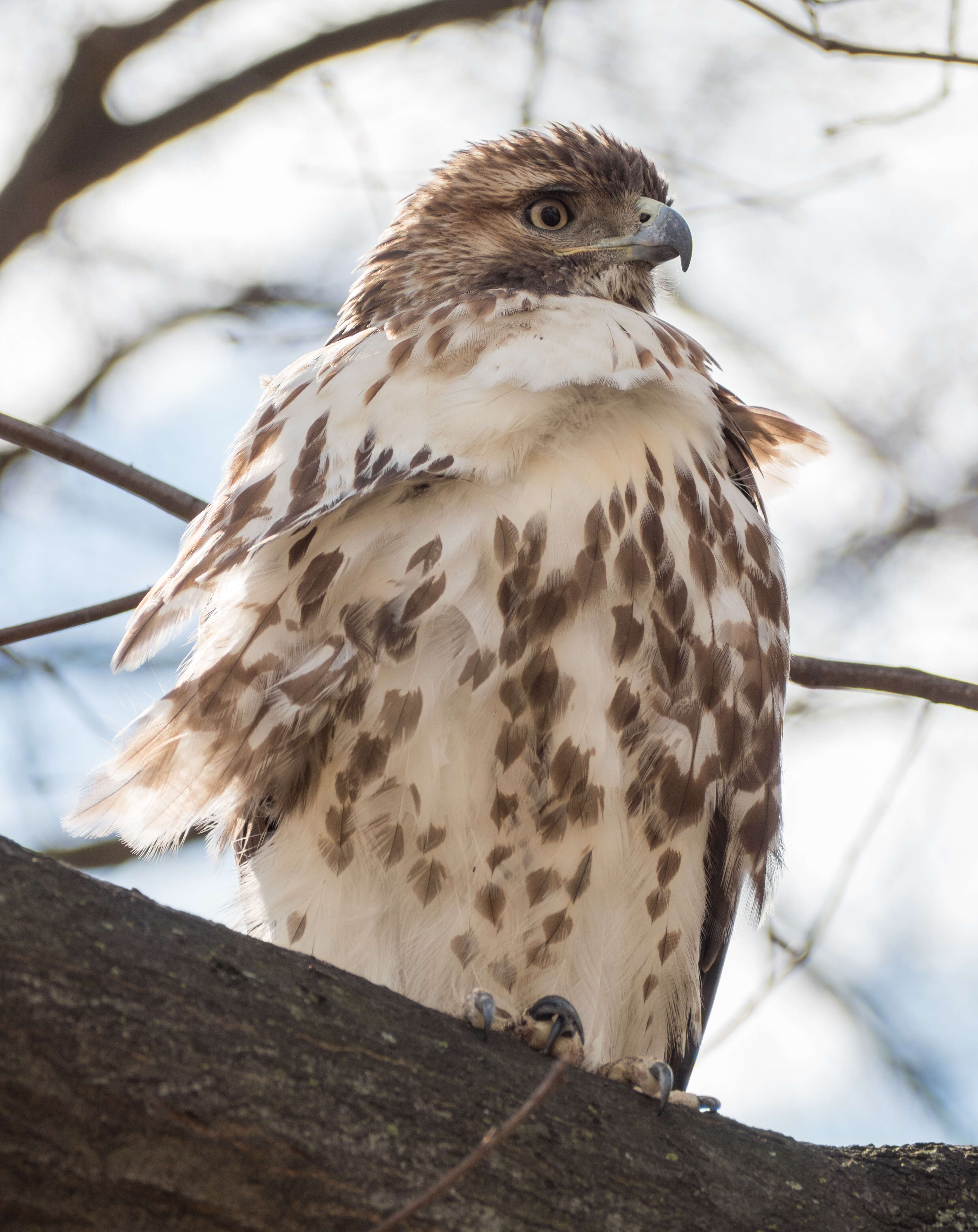 Image of Eastern Red-tailed Hawk