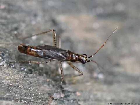 Image of Dicyphus stachydis J. Sahlberg 1878