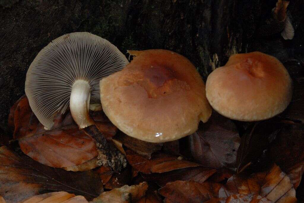 Image of Hypholoma capnoides (Fr.) P. Kumm. 1871