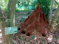 Image of velvet tamarind