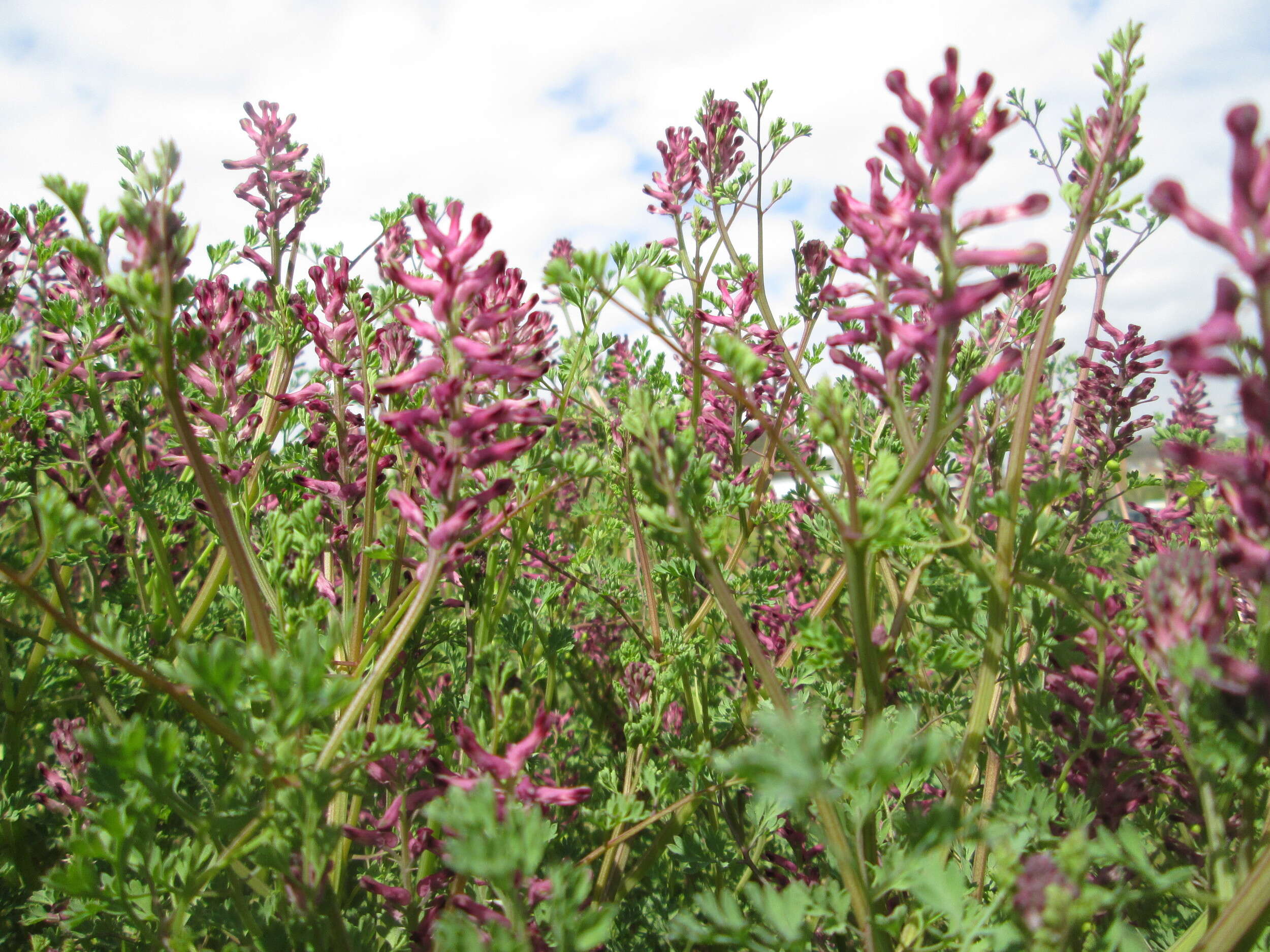 Plancia ëd Fumaria officinalis L.