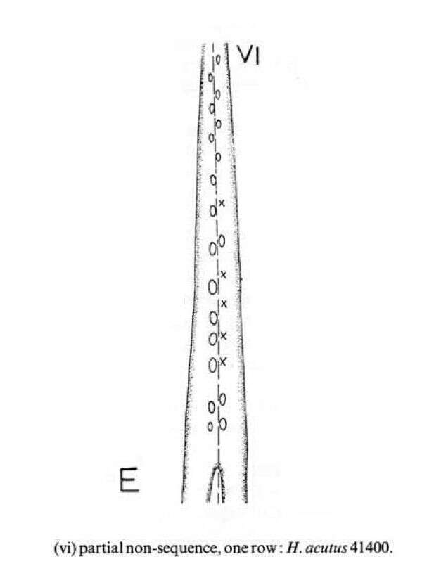 Image of Selachimorpha