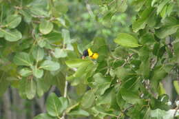 Image of Yellow Oriole