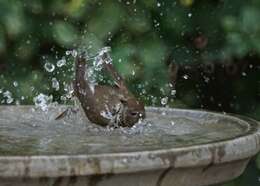 Image of Hermit Thrush