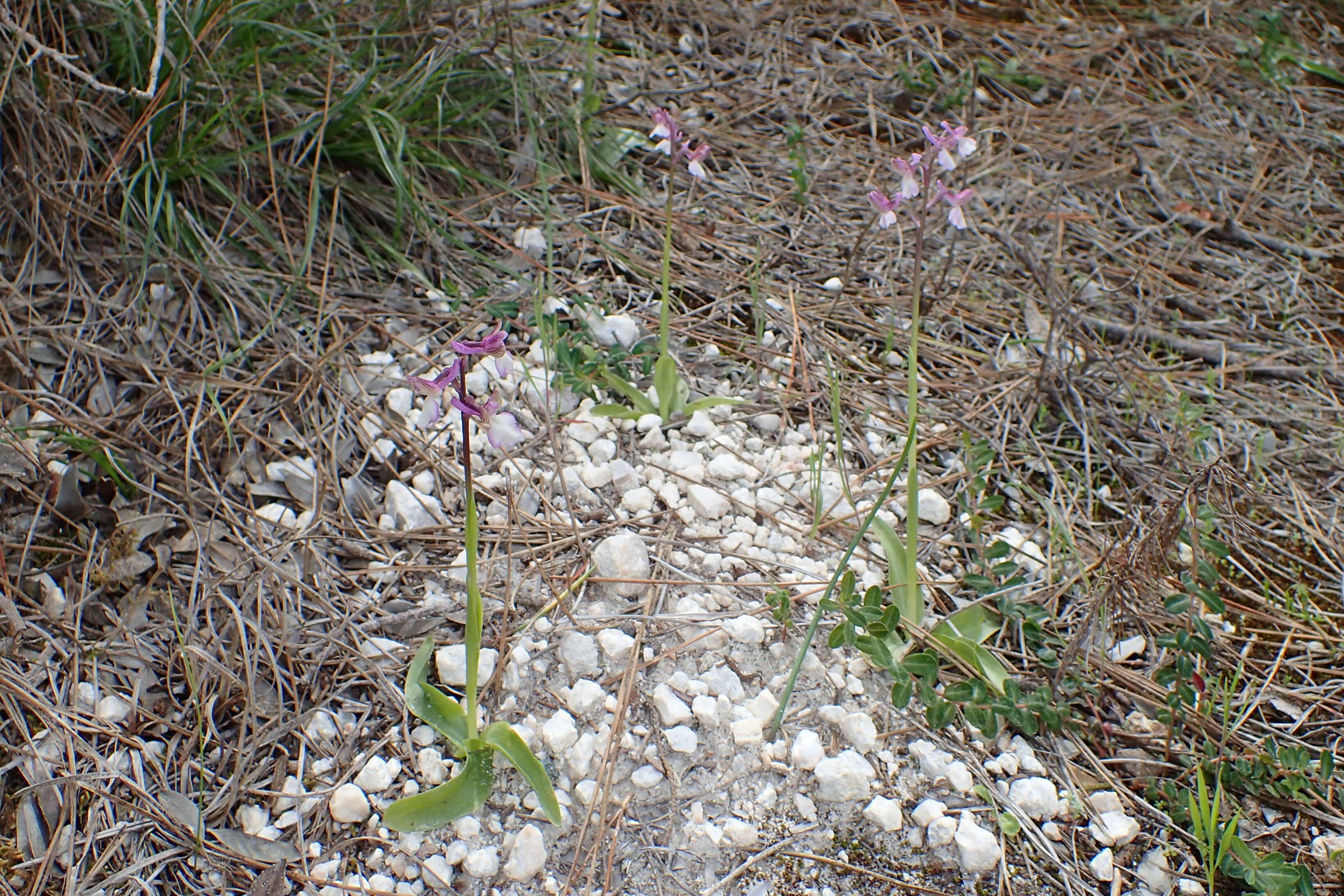 Image of Anacamptis morio subsp. syriaca (E. G. Camus) H. Kretzschmar, Eccarius & H. Dietr.